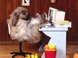 funnybunny.jpg