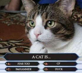 Catjeopardy.jpg