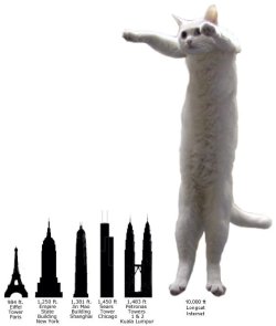 longcat4.jpg