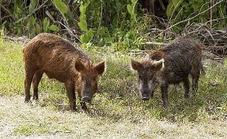 hogs.jpg hogs.jpg