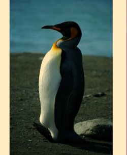pingvinyellow.jpg