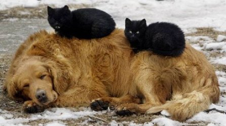 Hunting Cats.jpg