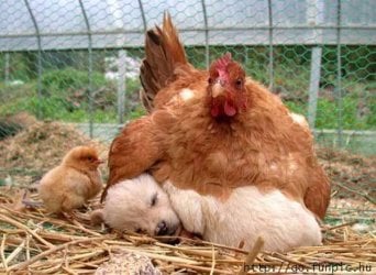 Hen.jpg