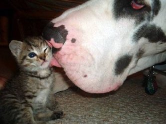 Cat and Dog.jpg