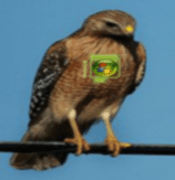 Night Hawk Photo with W7 Emerald.png
