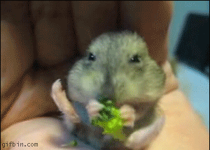 1238065319_hamster_eating_broccoli.gif 1238065319_hamster_eating_broccoli.gif