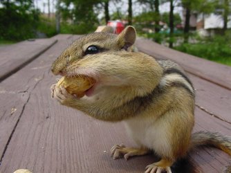 chipmunk.jpg