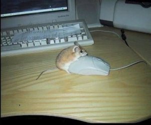 Mousehumping.jpg Mousehumping.jpg