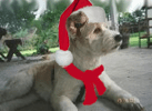 holidoggie.png