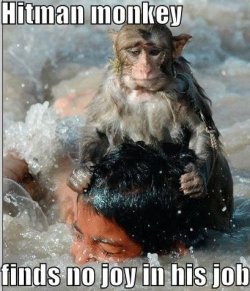 monkey.jpg