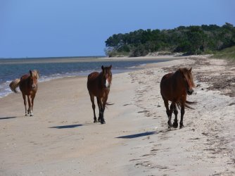 Shackelford Bank Horses.jpg