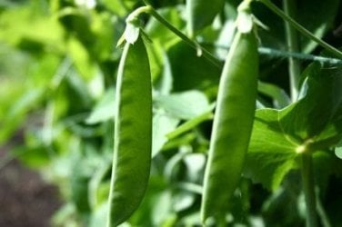pea-pods.jpg