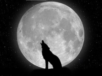 wolf_display.jpg