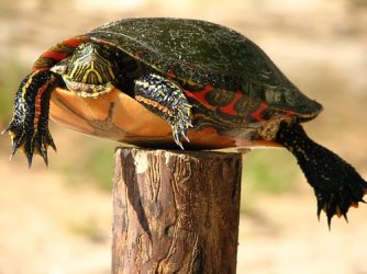 Post_Turte.jpg