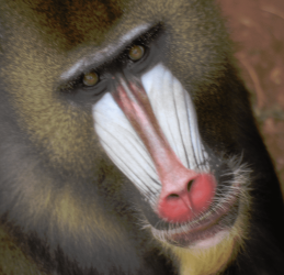 mandrill'sfacew.PNG