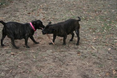 2 dogs and a stick small.jpg