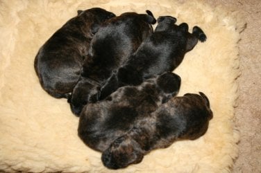 Holly - Puppy group 1.jpg