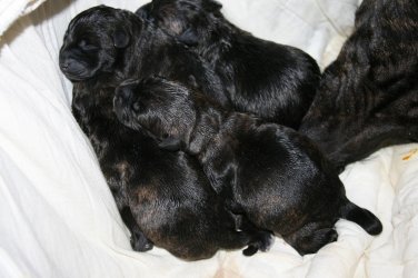 Holly number 5 small.jpg
