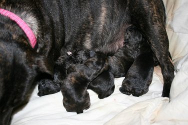 Holly number 6 small.jpg