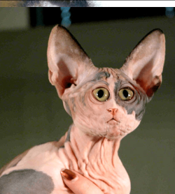 cat 1.PNG cat 1.PNG