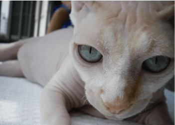 cat4.PNG cat4.PNG