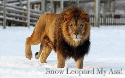7 Lion.jpg