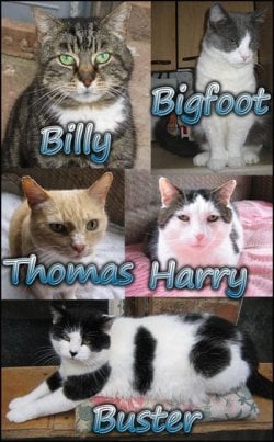 fiv.jpg