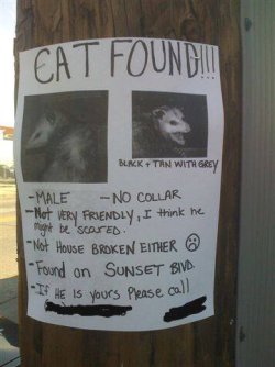 cat20foundcf2.jpg cat20foundcf2.jpg