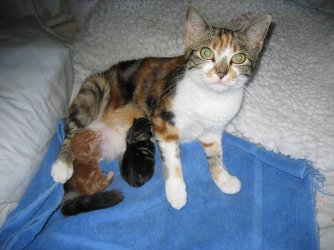 suze,-freddy-and-ginger.jpg
