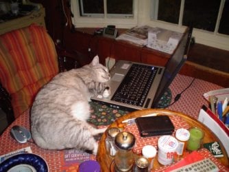 gracieonkeyboard.JPG