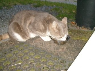 The Stray (1).jpg