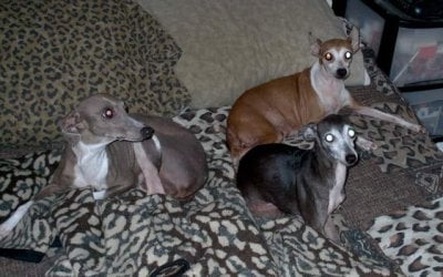 doggies.JPG