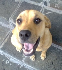 Dog.jpg