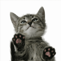 prv_a228_licking_cat_500x500.gif