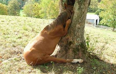 jfar_horse_facepalm.jpg