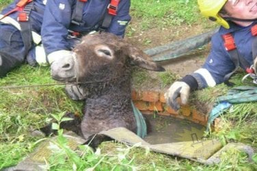 Donkey_Head.jpg
