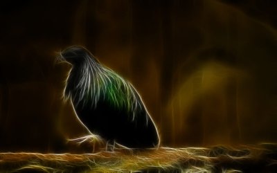 Colorful_Pigeon_1440x900_487.jpg