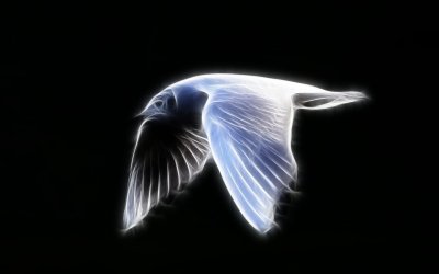 seagull-flying-side.jpg