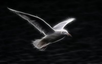 white-seagull-flying.jpg