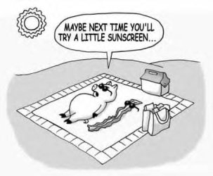 apiggyinthesun.jpg apiggyinthesun.jpg
