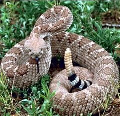 Aqua_Fria_Freddie_diamondback.jpg Aqua_Fria_Freddie_diamondback.jpg