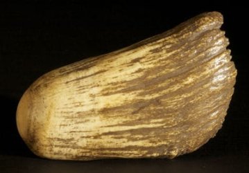wotz (2).jpg