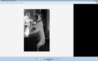 dog.png