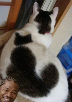 kitty-in-your-kitty-e1297066371923.jpg