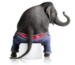 Elephant-in-a-thong-2.jpg