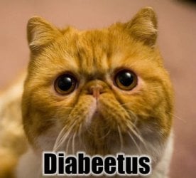 diabetes-cat.jpg