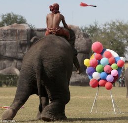 elephantdartsR1611_468x450.jpg