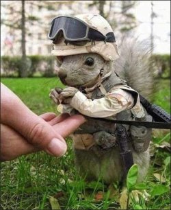 weirdsquirrelsoldierkp2.jpg weirdsquirrelsoldierkp2.jpg