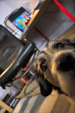 The Hound of Mystery.PNG