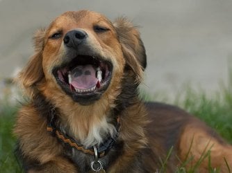 sprocket2.jpg